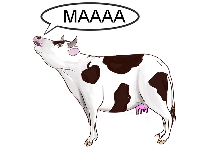 The cow cries MAAAA after being kicked.